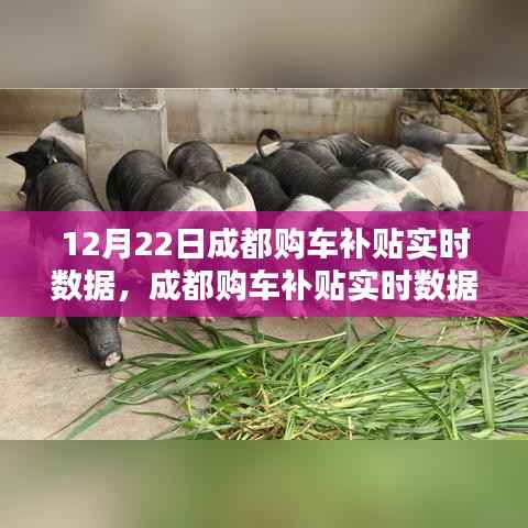 成都购车补贴实时数据解析，以最新数据为例探讨补贴情况