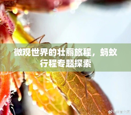 微观世界的壮丽旅程，蚂蚁行程专题探索