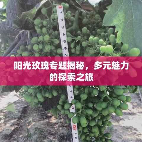 阳光玫瑰专题揭秘，多元魅力的探索之旅