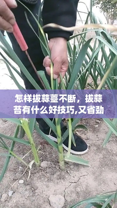 怎样拔蒜薹不断，拔蒜苔有什么好技巧,又省劲,速度又快 