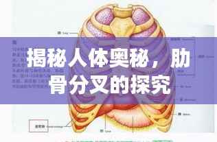 揭秘人体奥秘，肋骨分叉的探究