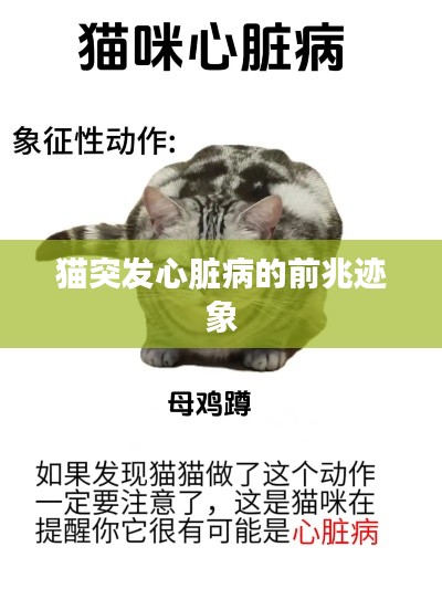 猫突发心脏病的前兆迹象