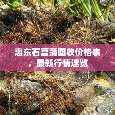 惠东石菖蒲回收价格表,最新行情速览