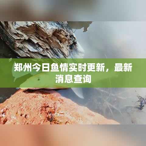 郑州今日鱼情实时更新，最新消息查询