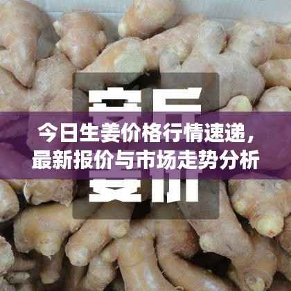 今日生姜价格行情速递,最新报价与市场走势分析